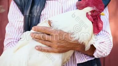 一个戴着草帽的老农夫正抱着一只活生生的白公鸡。 一个人的肖像上有一只白公鸡